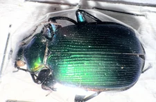 Carabidae Calodrepa aurocinctum 28mm A1 from MEXICO - #4645