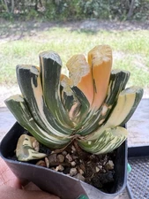 Haworthia Truncata Salmon Variegation Rare African Horse Teeth Succulent