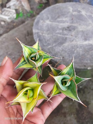 Sansevieria Pinguicula Variegated (3plants) + Phyto (no monstera no  philodendron | eBay