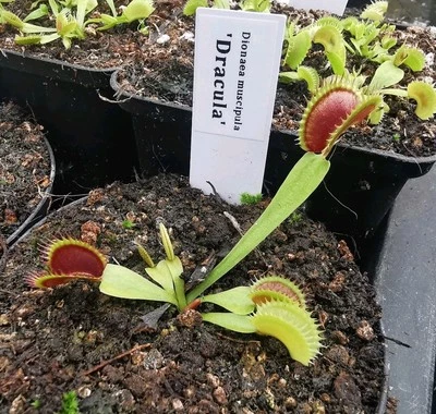 Dionaea muscipula "Dracula", fleischfressende Pflanzen, Venusfliegenfalle - Bild 1 von 2