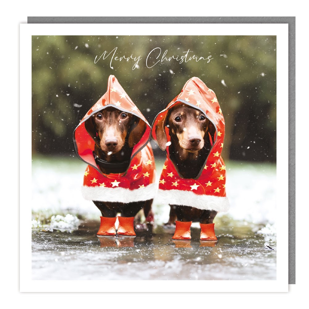 Funny Christmas Card Dachshunds in Coats - Silly Fun Animals Festive Xmas Card