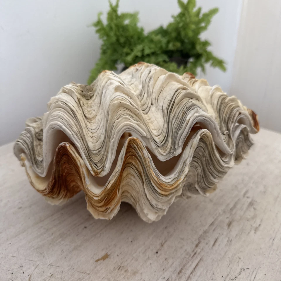 Antique Large Giant whole double Clam Shell c.1900 Natural History Specimen - Image 2 of 4