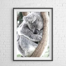 AUSTRALIAN NATIVE KOALA BEAR ANIMAL POSTER PICTURE PRINT Sizes A5 to A0 **NEW**