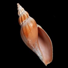 Volutoidea-0115 Fulgoraria clara RARE LARGE AGED FROM AICHI JAPAN