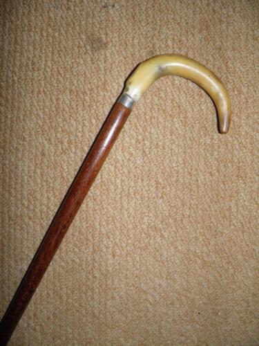 Edwardian Rosewood Walking Stick - Hallmarked 1902 Silver & Bovine Horn Handle - Afbeelding 1 van 11