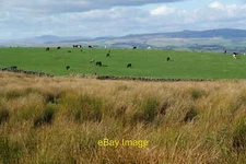Photo 6x4 Bog grass on Low Hill The green hill ahead with the cows on is  c2011