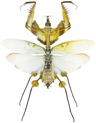 Insect - MANTODEA Idolomantis diabolica - Tanzania - Monster 100~110mm ....!!