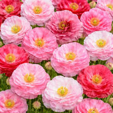 100 Giant Pastel Pink Frilly Double Poppy Seeds for Planting Indian Shirley Mix