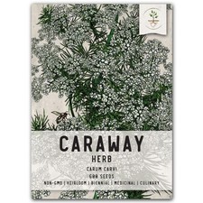 Caraway Herb Seeds For Planting Carum carvi