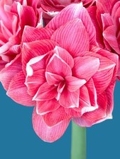 Imported Amaryllis Lily Double Pink Color Flower Bulbs For Gardening Pack Of 2