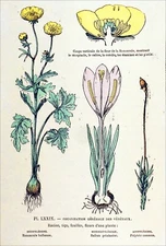 HERBIER - RACINE, FEUILLE & FLEUR de la RENONCULE, du SAFRAN & du POLYTRIC - 19e