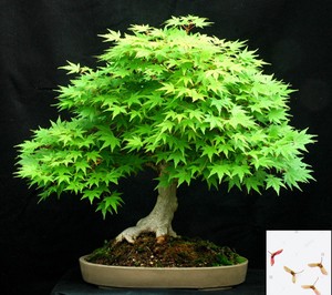 Japanese Maple Acer Palmatum 15 Seeds Perfect Bonsai 746 2 Ebay