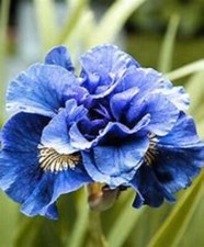 Siberian Iris - Concord Crush - Cottage garden perennial - 1 x bareroot