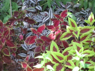 SEEDVILLE USA 100 Mixed Colors COLEUS RAINBOW MIX Shade Houseplant Solenostemon Flower Seeds