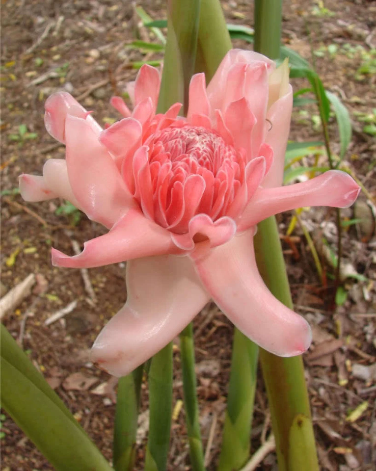 ~PINK TORCH~ Ginger Exotic Etlingera elatior Fresh 15 SEEDS USA seller  - Image 2 of 4