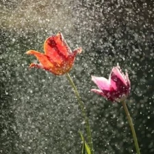 APRIL SHOWERS (type) Fragrance Oil to craft Candles Soaps Lotions Bath products