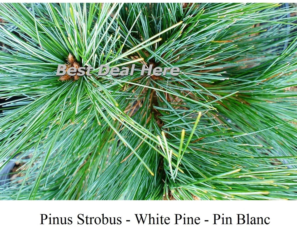Seed PINUS STROBUS WHITE PINE Conifer Weymouth Seeds TREE Bonzai CANADA FAST Gro - Image 3 of 4