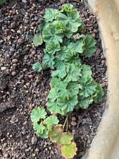 Jungpflanzen der Alchemilla mollis (Frauenmantel)