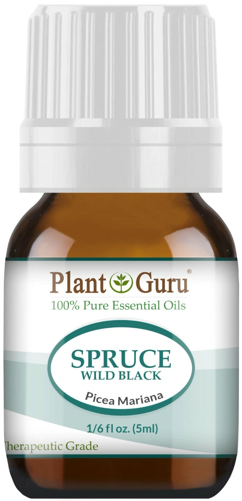Spruce 