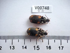 V00748. Insects, Beetles, Carabidae sp. North Vietnam, Dien Bien