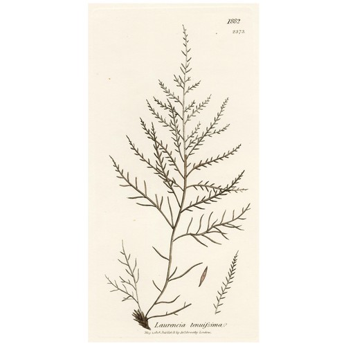1808 JAMES SOWERBY SEAWEEDS, Hand-Colored Copperplate Engraving, No. 1882 (2373) - Picture 2 of 6