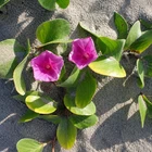 Ipomoea pes-caprae SEEDS - Beach morning glory | Goat's foot