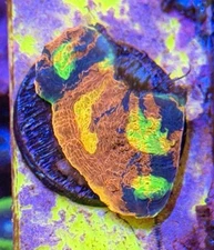 Bright OG SC Rainbow Dynamite Chalice 1.5” WYSIWYG (Frag 1 Of 4) LPS Frag