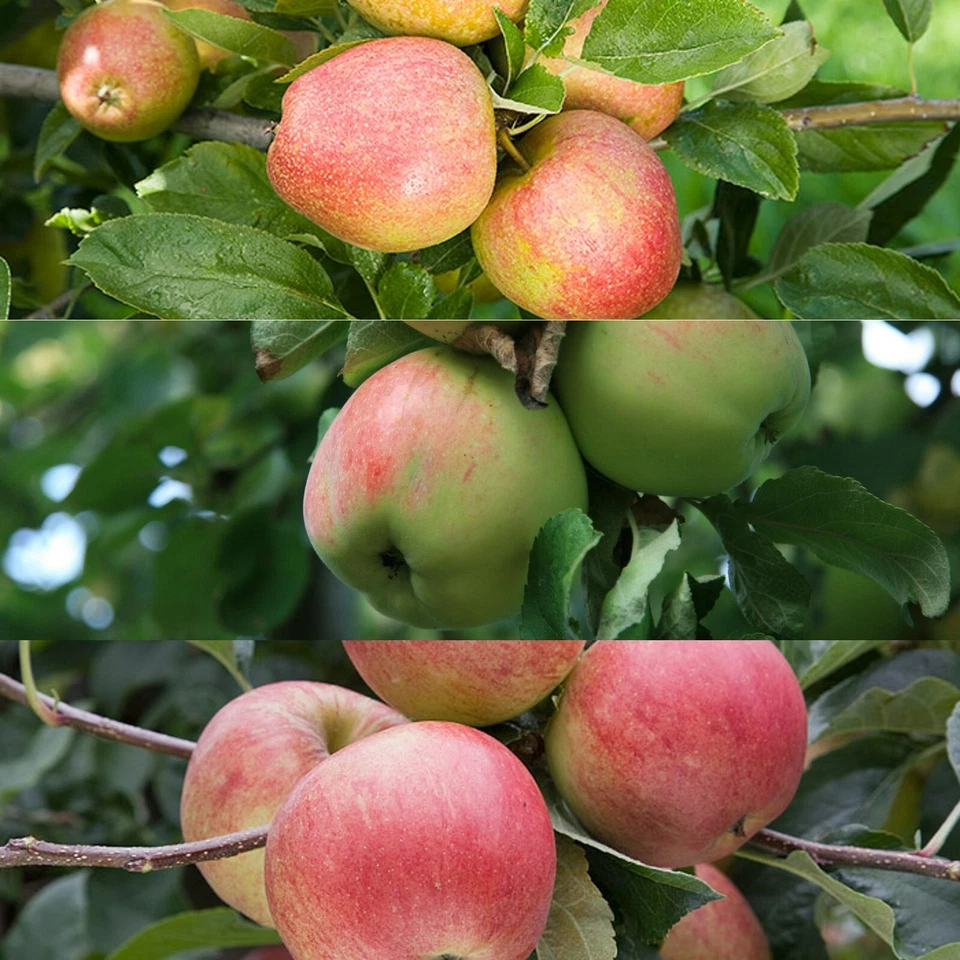 Patio Apple Tree - Mixed Varieties - Patio Fruit Tree 2-4ft in 5 Litre Pot - Image 4 of 4