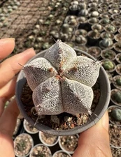 1PCS 5cm RareSucculent  Plant Astrophytum myriostigma 'Onzuka'  Random