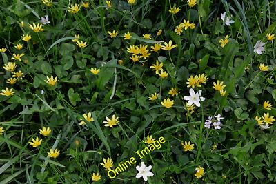 Foto 12x8 Painswick Rokoko Garten Eine Fülle kleiner Schöllkraut und wo c2014