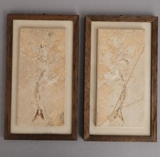 Solnhofener Plattenkalk 2x FISCH FOSSILIEN 18cm