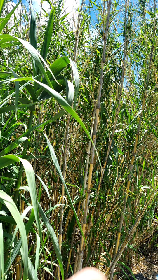 Bamboo Rhizomes fresh cut to order 3 fresh rhizomes eBay