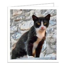 Cats of Greece - 'Hydra' Set of Six Blank Notecards 5.25 x 5.25 inches