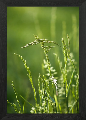 Gerahmtes Wandbild Grünes Grasfeld Poster Leinwanddruck Bild