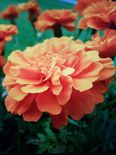 Graines oeillet d'inde orange a fleur double pour massifs, bordures, jardinières - Photo 1/1