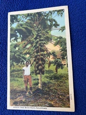 PHILIPPINES ISLANDS vintage POSTCARD man PAPAYA TREE WITH FRUIT food P.I.