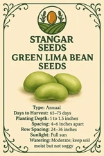 Stangar Green Lima Beans Seeds Non-gmo Fresh 2025 Heirloom
