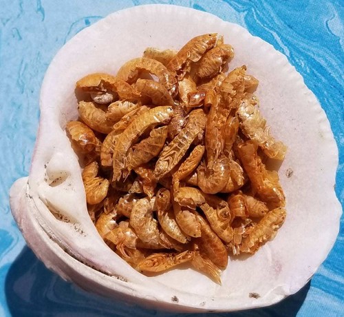 Gammarus Garnelen für Einsiedlerkrabben - Chitin, Protein - Gießen Sie n' Go Lebensmitteltube ™ - Bild 2 von 3