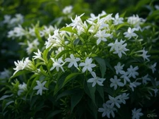 Star Jasmine Plant (Trachelospermum jasminoides) - 1 Rooted Stem