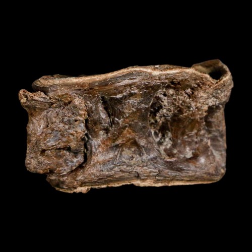 2,4 Zoll Ichthyodectes Fisch fossile Wirbel späte Kreidezeit Niobrara-Formation - Bild 4 von 10