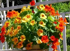Ampelous Nasturtium Seed Mix 25 Seeds for Growing Non-GMO Compact Variety