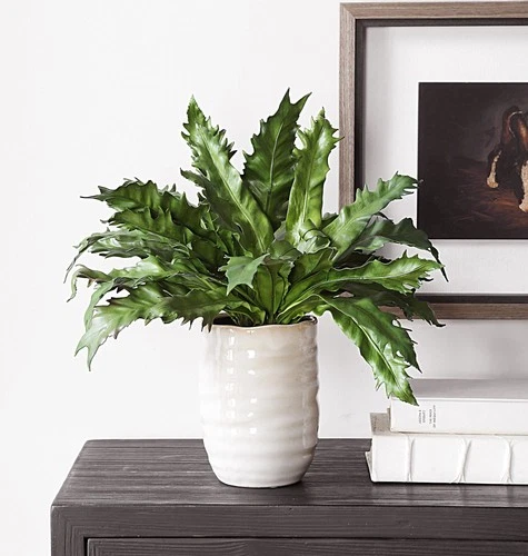 Uttermost 60229 Verdure Fern 16-1/4" Tall Ceramic Faux Flora - Beige - Picture 4 of 5