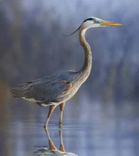 Blue Light by Richard Clifton Fine Art Print Nature Bird Wildlife Poster 11x14