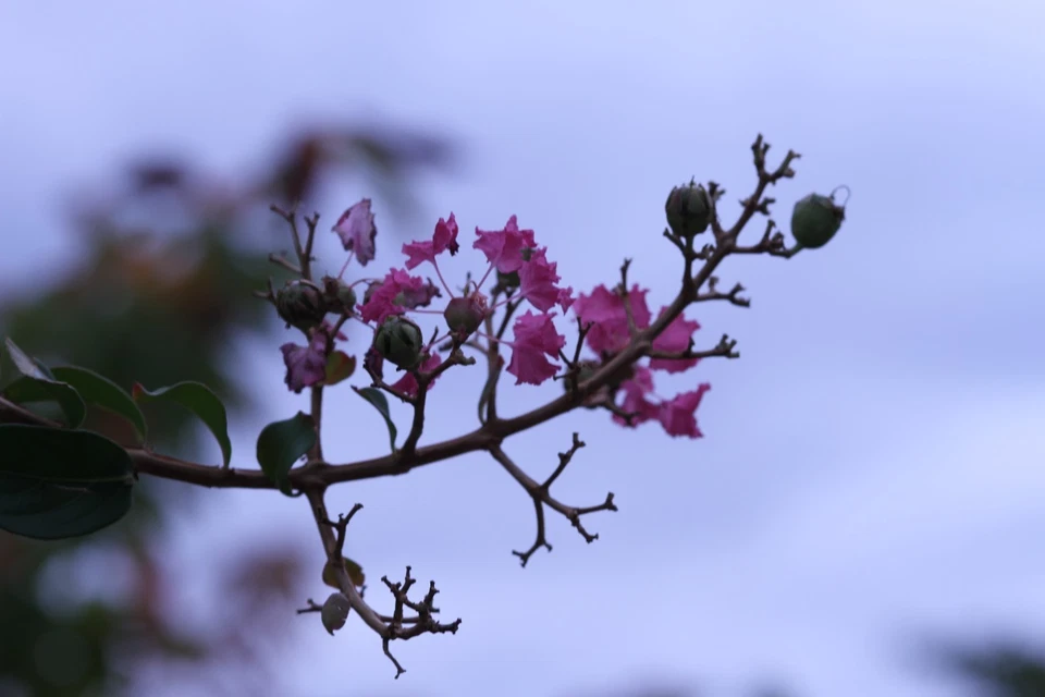 Probado! con adaptador EF a M4/3 Canon EF 85mm f/1.8 USM AF Prime Lens... - Imagen 2 de 4