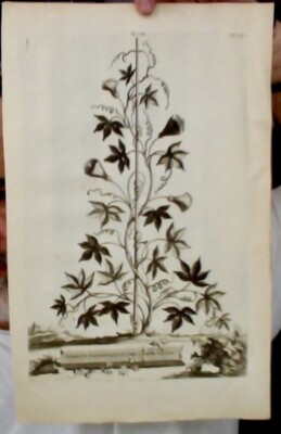 PassionsblumeClematis Passionalis flore coeruleo minimo aus Abraham Munting 1677