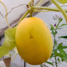 40 Vine Peach Melon Seeds – AKA Mango Melon – Heirloom – Fragrant & Unique