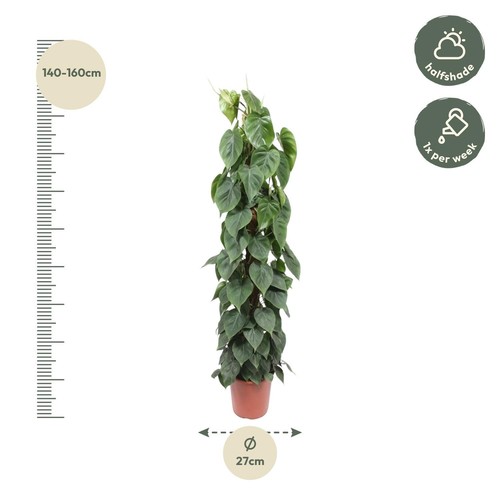 Bâton de mousse philodendron