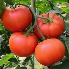 Big Beef Tomato Seeds F1 Hybrid | Non GMO | Free Shipping | 1031