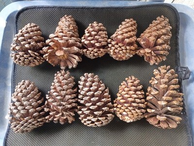 Pine Cones, Florida Long Leaf Pine, 10 count
