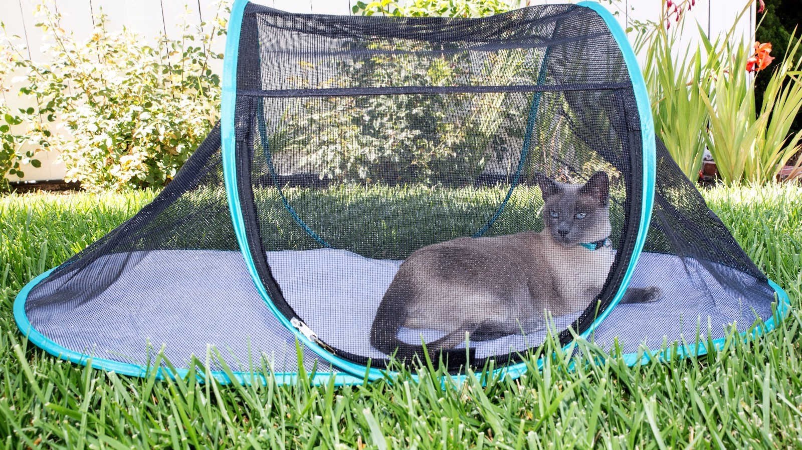 catio tent